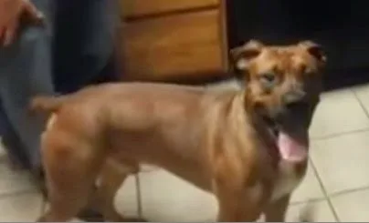 Αυτός είναι ο πιο προστατευτικός σκύλος…Δείτε το φοβερό βίντεο! [video]