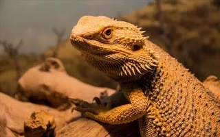 Ανησυχητικά αποτελέσματα έρευνας: Aλλαγή φύλου σε σαύρες προκαλεί η κλιματική αλλαγή