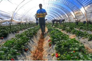 Ερχεται «λυπητερή» για 60.000 αγρότες – Ο ΟΓΑ τους ζητάει ξεχασμένες οφειλές 20ετίας