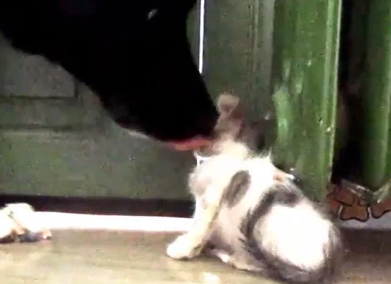 Αυτό είναι ένα απο τα πιο συγκινητικά βίντεο που κυκλοφορούν στο διαδίκτυο! [video]