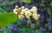 Πώς εμφανίστηκαν τα λουλούδια στη Γη