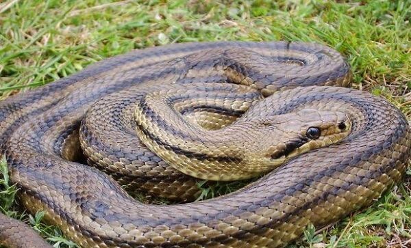 Το μεγαλύτερο φίδι στην Ελλάδα