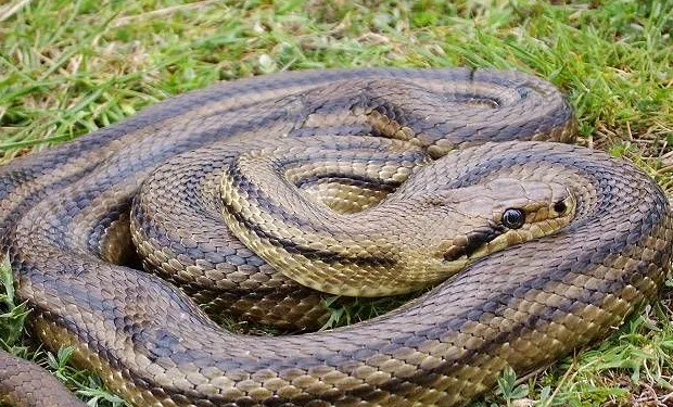 Το μεγαλύτερο φίδι στην Ελλάδα