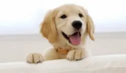 Ποιες ράτσες σκύλων είναι κατάλληλες για να ζουν με τα παιδιά;