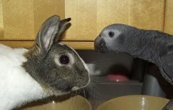 Απίστευτο: Τι κοινό έχουν ο παπαγάλος και το κουνέλι;