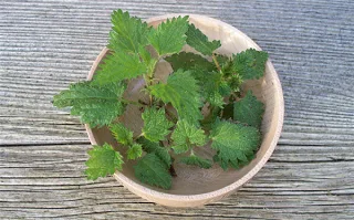 Το φυτό με τις πιο εκπληκτικές ιδιότητες, που όμως το αποφεύγουμε…