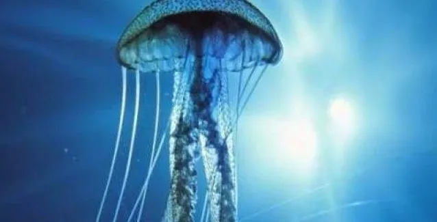 Φάτε τσούχτρες και γίνετε ξανά νέοι!