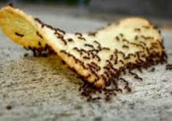 Ο πιο ΑΠΛΟΣ τρόπος για να διώξεις τα μυρμήγκια από το σπίτι σου τώρα!