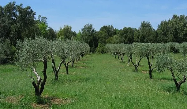 ΕΝΦΙΑ και στα χωράφια από το 2017