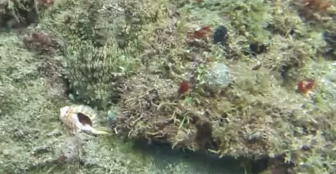 Υπάρχει ένα μεγάλο πλάσμα σε αυτή την εικόνα. Μπορείτε να το διακρίνετε; (Video)