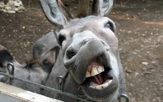 Από πού βγήκε η φράση «κατά φωνή κι ο γάιδαρος»;