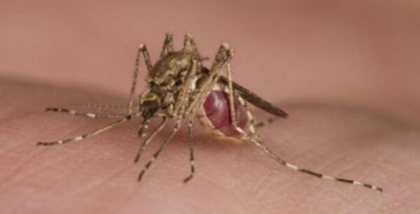 Στη Γαλλία περιορίζουν τις μεταγγίσεις αίματος λόγω του ιού Ζίκα