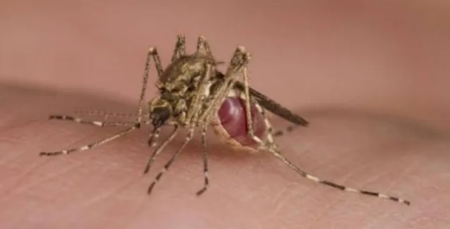 Στη Γαλλία περιορίζουν τις μεταγγίσεις αίματος λόγω του ιού Ζίκα