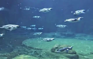 Το υποθαλάσσιο τοπίο που είναι βγαλμένο από παραμύθι (βίντεο)