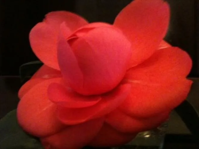 Η ομορφια της Αγιότητας …