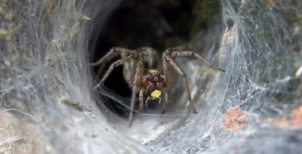 Δηλητήριο αράχνης προλαμβάνει επιπλοκές μετά από εγκεφαλικό