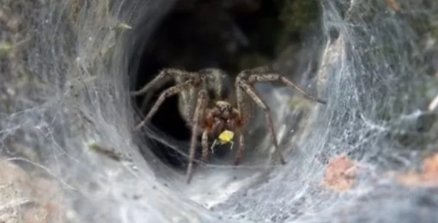 Δηλητήριο αράχνης προλαμβάνει επιπλοκές μετά από εγκεφαλικό