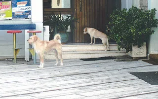 Κι άλλο θύμα των αδέσποτων της κυρίας σκυλάρχου!