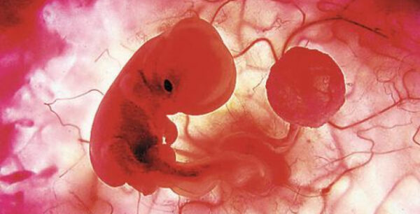 Θέμα χρόνου η δημιουργία τεχνητών ανθρώπινων εμβρύων