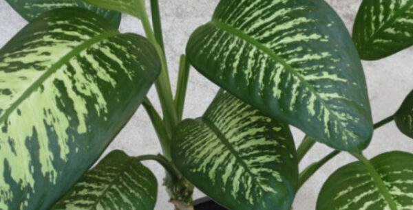 Φυτό που υπάρχει σε χιλιάδες σπίτια προκαλεί τοξική δηλητηρίαση