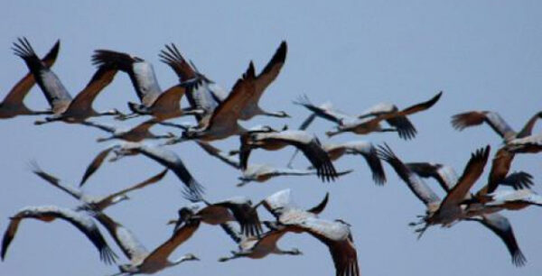 Κι όμως, τα πουλιά λειτουργούν ως αντικαταθλιπτικό και αγχολυτικό