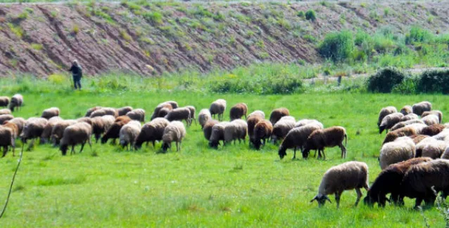 Έκτακτη ενίσχυση 1,68 εκατ. ευρώ σε κτηνοτρόφους των νησιών του Αιγαίου