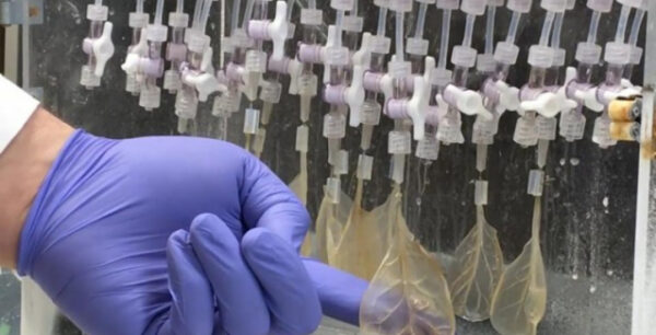 Μετέτρεψαν ένα φύλλο από σπανάκι σε λειτουργικό καρδιακό ιστό