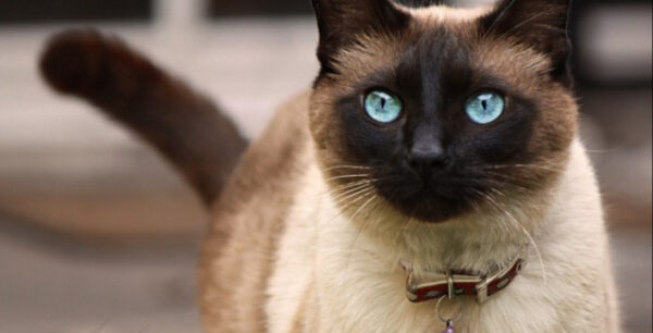 Κολλάνε οι ασθένειες της γάτας στον άνθρωπο;