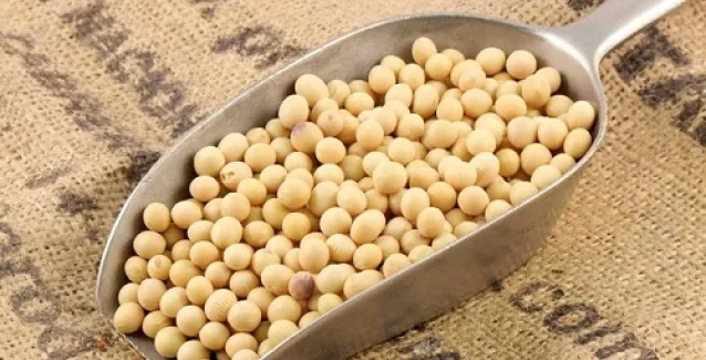 Η προστατευτική δράση της σόγιας- Όσα δεν ήξερες και πρέπει να μάθεις