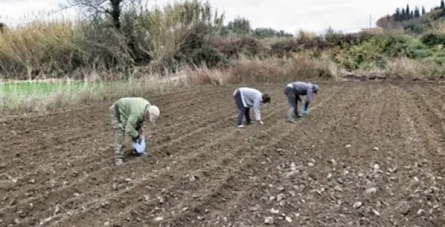 Διευκρινίσεις για την υποβολή δηλώσεων αγροτών ειδικού καθεστώτος ΦΠΑ