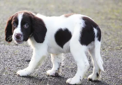Κακοποίηση ζώων: Πώς θα τιμωρούνται πλέον οι δράστες