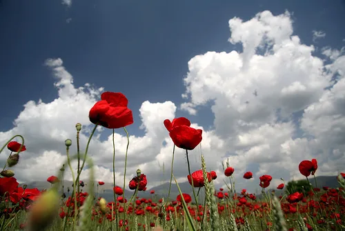 Πρωτομαγιά 2017: Η ιστορία του Μαίου