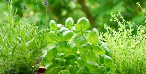 Ποιό ελληνικό βότανο σας προστατεύει από καρκίνο και διαβήτη;