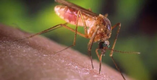 Έρχεται η πρώτη εφαρμογή κινητού που θα σε προειδοποιεί όταν πλησιάζει… κουνούπι