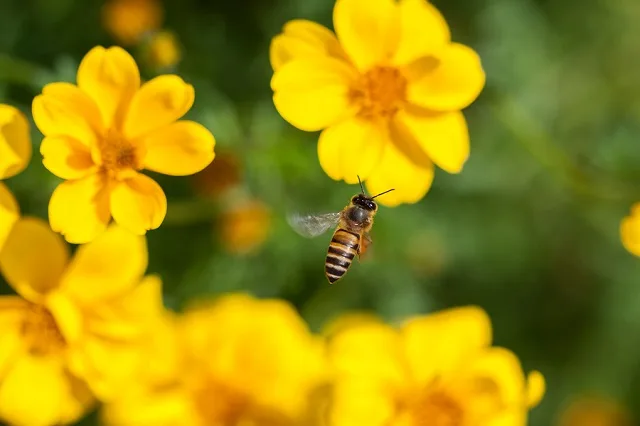 Τι προσφέρει η γύρη των λουλουδιών στην υγεία μας;