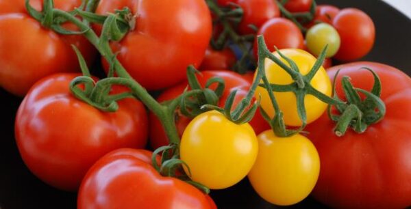 Μπορούν οι ντομάτες να καταπολεμήσουν τον καρκίνο του στομάχου;