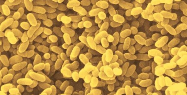 Έλληνας βιολόγος «διάβασε» χίλια γονιδιώματα μικροβίων