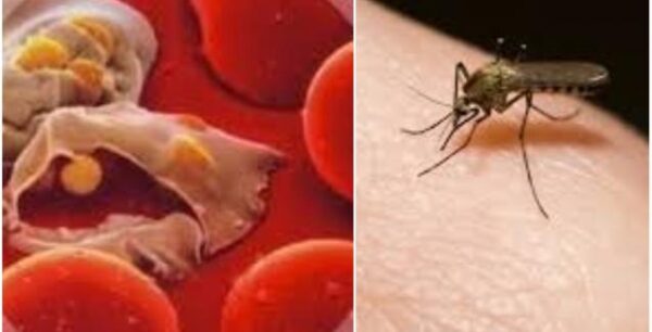 Σαρώνει η ελονοσία! Πάνω από τριάντα κρούσματα τον Ιούλιο- Ποιες περιοχές έχουν μπει σε καραντίνα