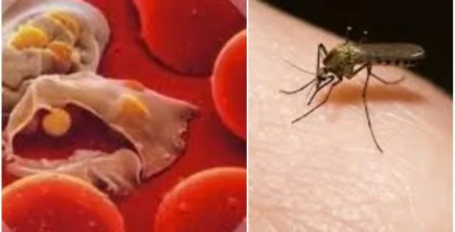 Σαρώνει η ελονοσία! Πάνω από τριάντα κρούσματα τον Ιούλιο- Ποιες περιοχές έχουν μπει σε καραντίνα