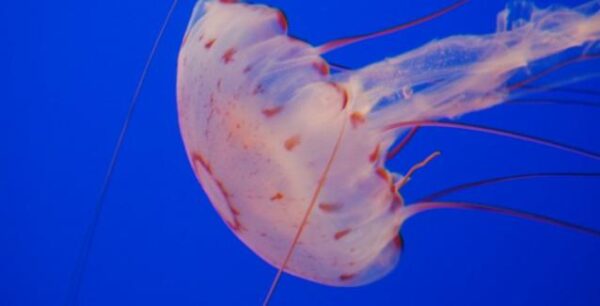 Σμήνος από τσούχτρες-μέδουσες στις θάλασσες – Τι να κάνετε αν σας τσιμπήσουν