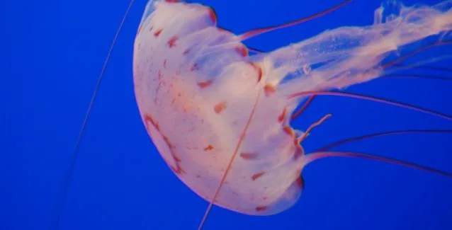 Σμήνος από τσούχτρες-μέδουσες στις θάλασσες – Τι να κάνετε αν σας τσιμπήσουν