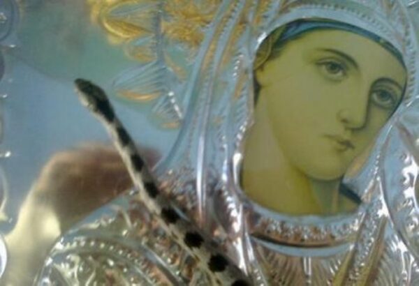 Φιδάκια της Παναγίας: Η ιστορία της ετήσιας εμφάνισής τους