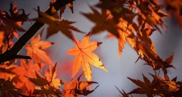 Το Φθινόπωρο ως καλλιτέχνης!
