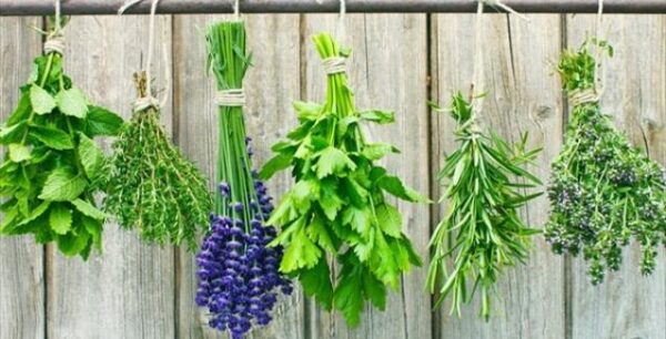 Ποια βότανα λειτουργούν σαν φάρμακα;