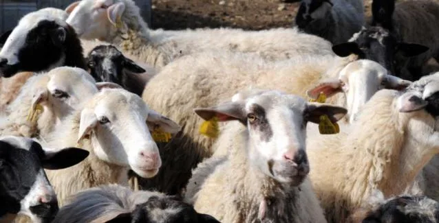 Λέσβος: Νέα κρούσματα ευλογιάς σε αιγοπρόβατα