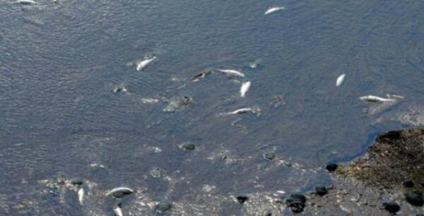 Διστακτικότητα λόγω της οικολογικής καταστροφής στον Σαρωνικό