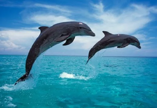 Οι φάλαινες και τα δελφίνια έχουν «ανθρώπινες» κοινωνίες και πολιτισμούς