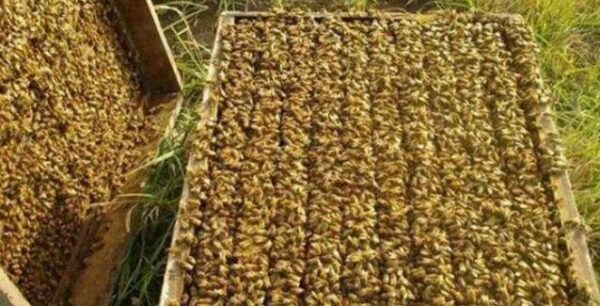 Εντοπίστηκαν νεοκοτινοειδή φυτοφάρμακα στα τρία από τα τέσσερα δείγματα μελιού – Τι σημαίνει αυτό;