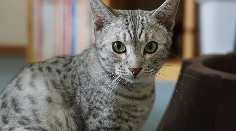 Έρχονται αλλαγές για κατοικίδια και αδέσποτα με το νέο νόμο