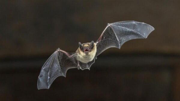 Οι επιστήμονες ψάχνουν και στις νυχτερίδες το μυστικό της μακροζωίας